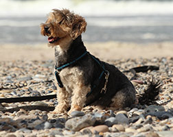Feriebolig med hund - Danmark