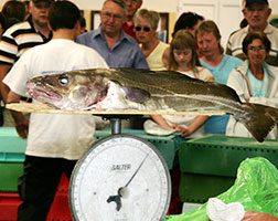 Oplev en anderledes fiskeauktion i Hvide Sande