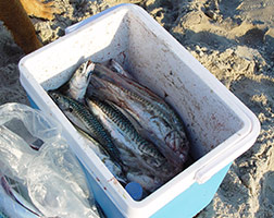 Friskfanget makrel - en delikatesse fra Nordsøen
