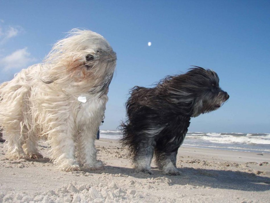Hundestrand Find ved Vesterhavet | Esmark