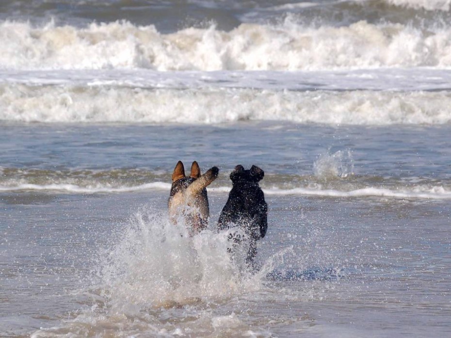 Hundestrand | gode strande ved Vesterhavet | Esmark