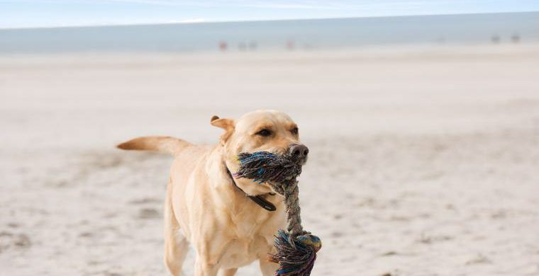 Ferienhaus In Dänemark Mit Hund Urlaub An Der Nordsee Buchen