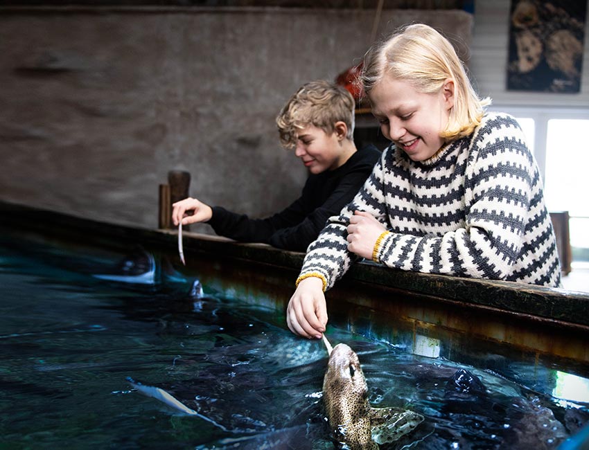 Fische Streicheln und Haie füttern im Jyllands Aquarium