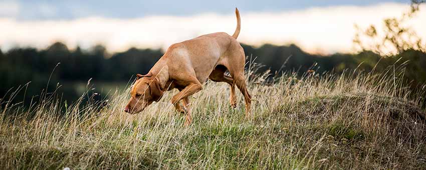Hund schnüffelt im Dünengras in Dänemark