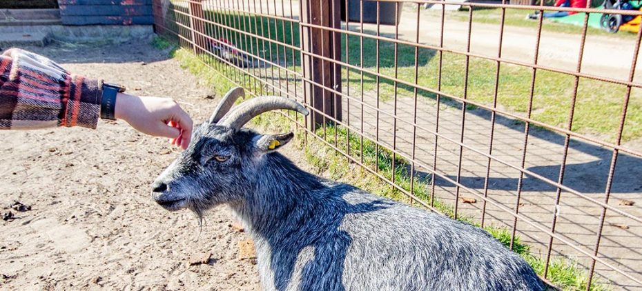 Klappedyr Blåvand Zoo
