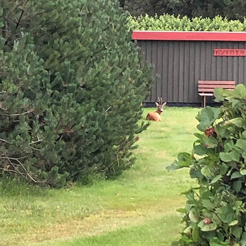 Rådyr ved sommerhuset i Blåvand