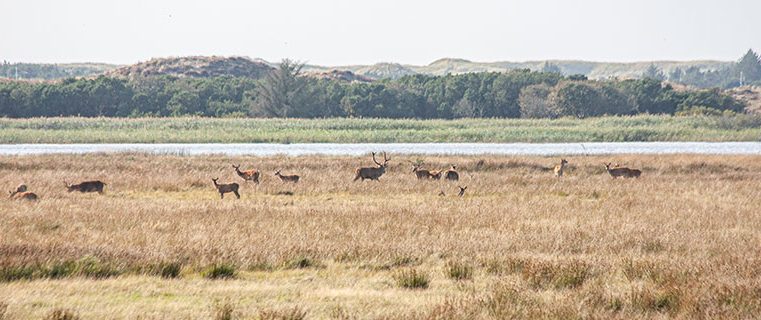 Rothirsch in Dänemark in der Plantage