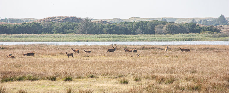 Rothirsch in Dänemark in der Plantage