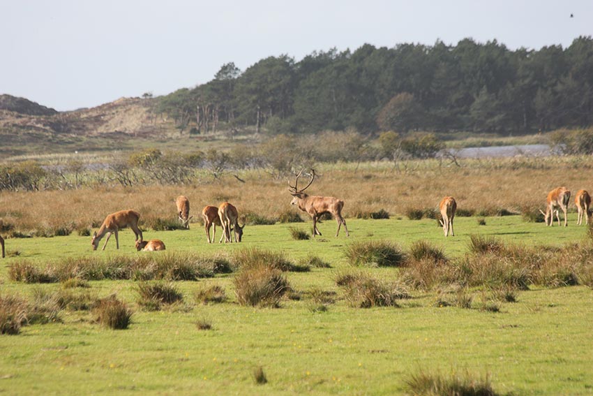 Rotwild in Dänemark