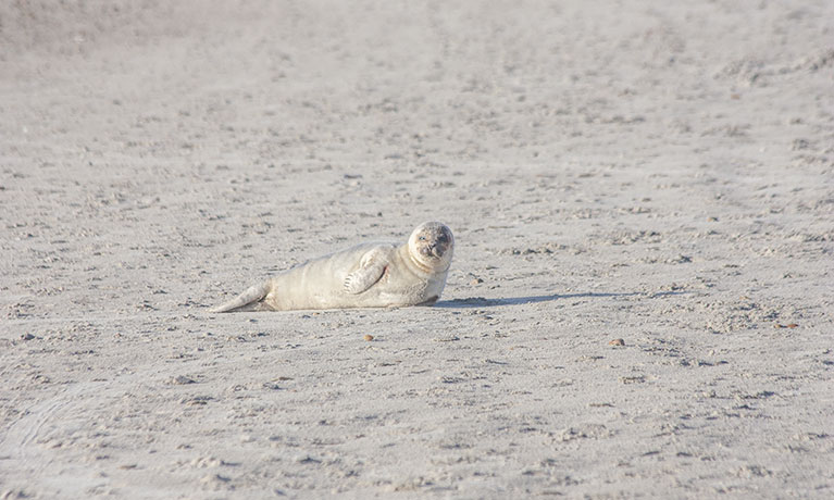 Seehund (Robbe) im dänischen Wattenmeer