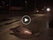 Seehund robbt über die Strasse