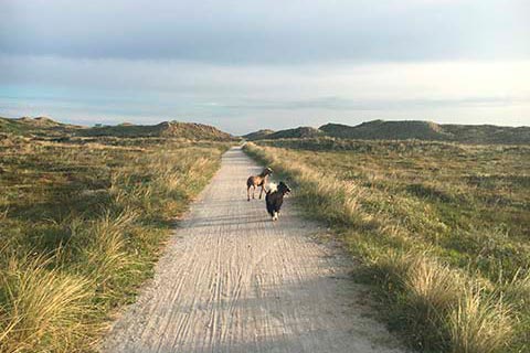 Spaziergang durch die Dünen in Hvide Sande mit Hunden